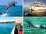 50%OFF Dolphin Watch Cruise Deals and Coupons