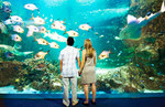 50%OFF Sydney Tower, Wildlife World, and Sydney Aquarium tickets Deals and Coupons