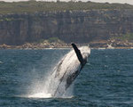 50%OFF Whale Watching Deals and Coupons