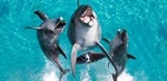 50%OFF Sea World & Wet'N'Wild Tickets deals Deals and Coupons