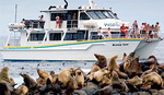 56%OFF Phillip Island Wildlife Cruise+Extras Deals and Coupons