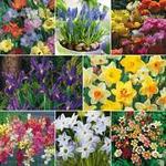 50%OFF GardenExpress 315 Spring-Flowering Bulbs Deals and Coupons